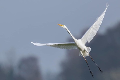Great Egret (Ardea alba) flying, Netherlands