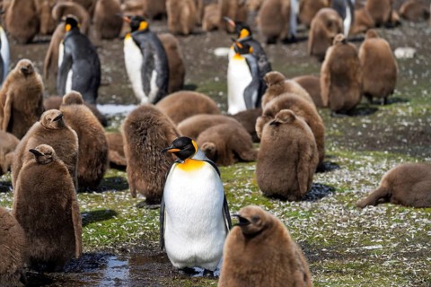 King penguin (Aptenodytes patagonicus), adult in the middle of a colony with numerous chicks in