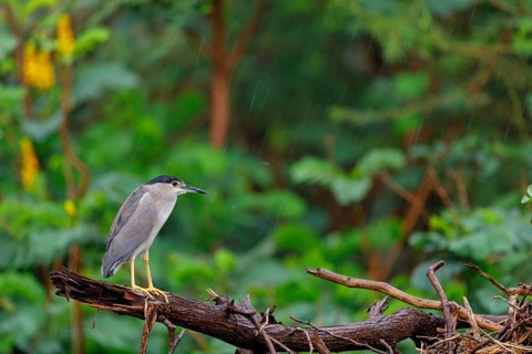 Black-crowned black crowned night heron (Nycticorax nycticorax), Bihoreau gris, HÈron bihoreau,