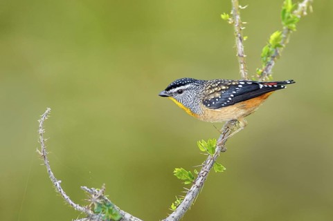 Spotted Pardalote (Pardalotus punctatus) male, Victoria, Australia