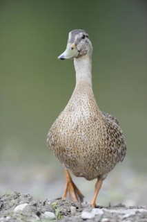 Mallard (Anas platyrhynchos) female, Thuringia, Germany