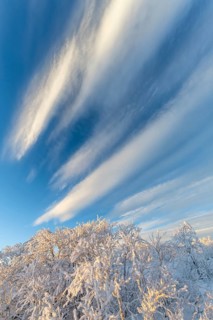 Cloudy sky over snowy mountain birches, Norrbotten, Lapland, Sweden, November 2020