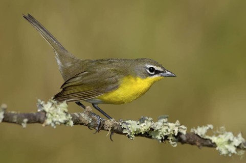 Yellow-breasted Chat (Icteria virens), Texas, USA