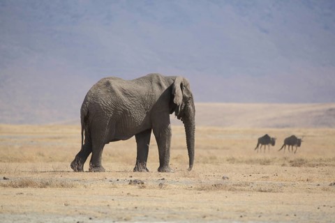 African elephant (Loxodonta africana) and blue wildebeest, Ngorongoro Crater, Serengeti, Tanzania,
