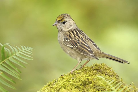 Golden-crowned Sparrow (Zonotrichia atricapilla), British Columbia, Canada