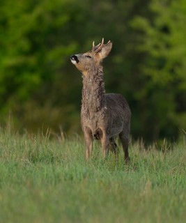 Roe deer (Capreolus capreolus), roebuck with beginning hair change standing in a meadow and taking