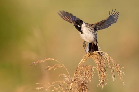 Common Reed Bunting (Emberiza schoeniclus) male in reedbed, Poland