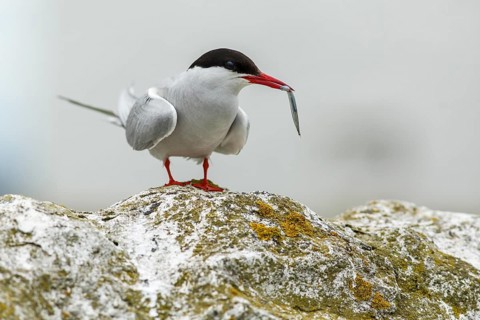 Arctic Tern (Sterna paradisaea), with sandeel in beak, Farne Islands, United Kingdom