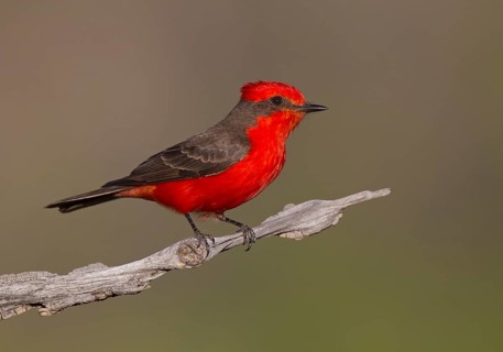 Vermilion Flycatcher (Pyrocephalus rubinus) male, Arizona, USA