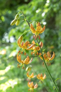 Turk's cap lily (Lilium martagon), Dyck Castle, Germany