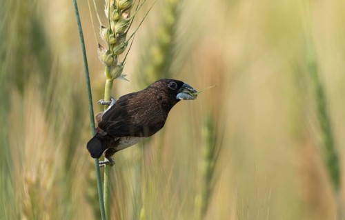 White-rumped Munia (Lonchura striata) feeding on a wheat grain in a natural field, Sreepur,