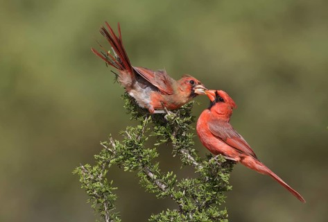 Northern Cardinal (Cardinalis cardinalis) male feeding juvenile, Texas, USA