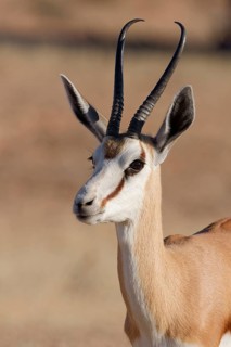 Springbok (Antidorcas marsupialis), adult, animal portrait, morning light, Kalahari desert,