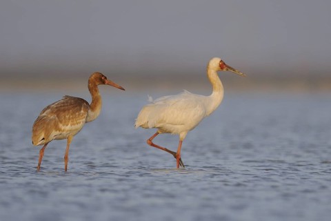 Siberian Crane (Leucogeranus leucogeranus) with juvenile, Poyang Lake, China