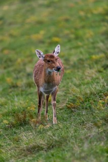 One female Manchurian sika deer or Dybowski's sika deer (Cervus nippon mantchuricus or Cervus