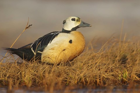 Steller's Eider (Polysticta stelleri) feeding on a small pond on the tundra in Northern Alaska