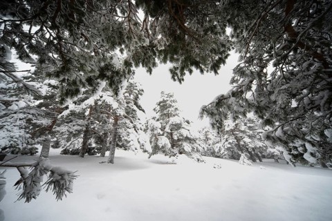 Snow-covered Aleppo pine trees create a serene winter landscape in Guadarrama National Park, Spain,