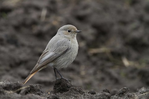 Black Redstart (Phoenicurus ochruros) female, Baden-Wuerttemberg, Germany