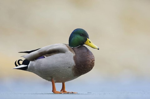 Mallard (Anas platyrhynchos) male, Bavaria, Germany