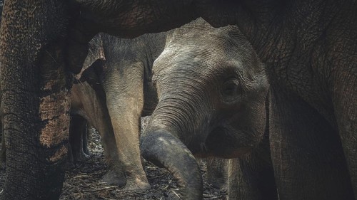 A young elephant is protected by adult Asian elephants (elephas maximus) in an intimate scene,