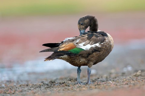 Australian Shelduck (Tadorna tadornoides) moulting male preening, Victoria, Australia