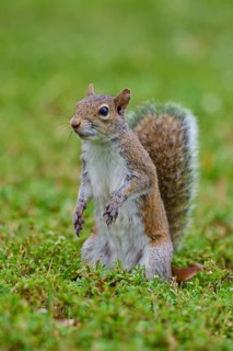 Grey Squirrel (Sciurus carolinensis), on meadow, springtime, Florida, USA