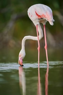 Greater Flamingo (Phoenicopterus roseus) standing in the water, Parc Naturel Regional de Camargue,