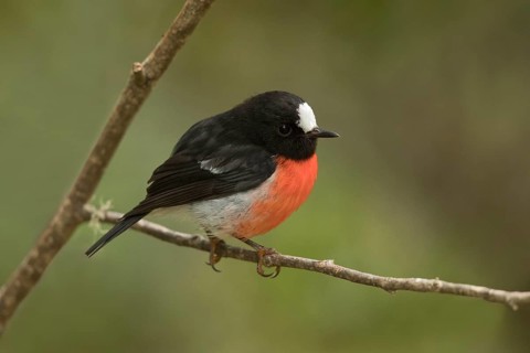 Norfolk Robin (Petroica multicolor) male perched on a branch, Norfolk Island, Australia