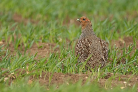Grey or English or Hungarian partridge (Perdix perdix) adult game bird in a farmland cereal field,