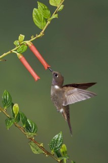 Brown Inca (Coeligena wilsoni), Ecuador