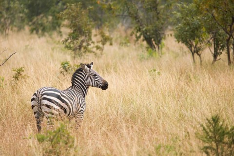 Steppe zebra (Equus quagga) or horse zebra, Akagera National Park or Kagera National Park, Eastern