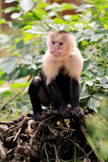 White-shouldered capuchin monkey (Cebus capucinus), adult, on the ground, alert, South America