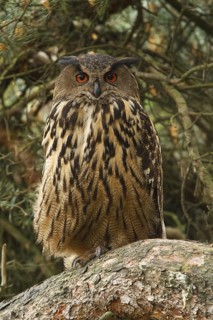 Eurasian Eagle-Owl (Bubo bubo), Limburg, Netherlands