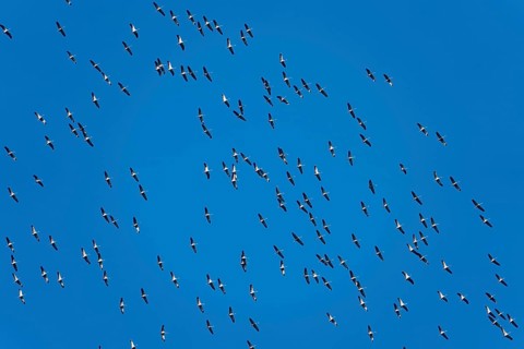 Flying cranes