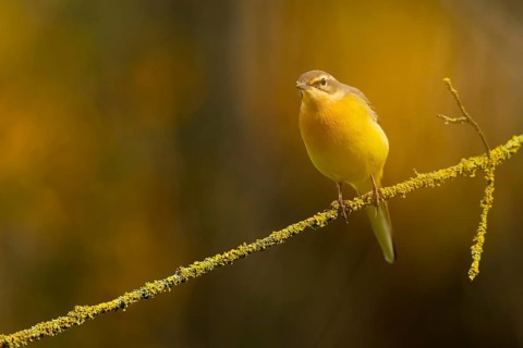A Grey Wagtail, Motacilla cinerea, calmly sits on a lichen-covered branch, highlighted by a softly