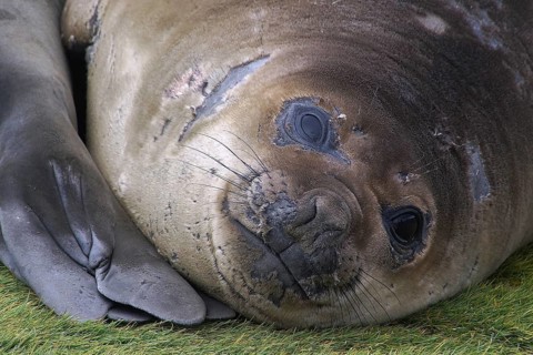 Dormant sea lion, Fortuna Bay, animals, mammals, South Georgia, Antarctica