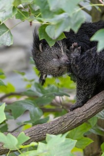 One binturong (Arctictis binturong), or bearcat sitting on a branch grooming himself and framed by