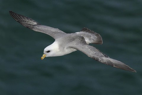 Northern Fulmar (Fulmarus glacialis), Alaska, USA