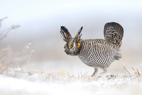 Greater Prairie Chicken (Tympanuchus cupido) male, Colorado, USA