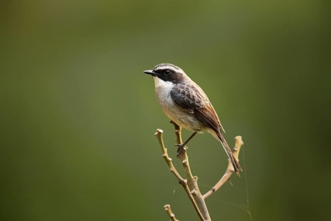 Grey Bush Chat (Saxicola ferreus) female perched on a branch, Lam Dong, Vietnam