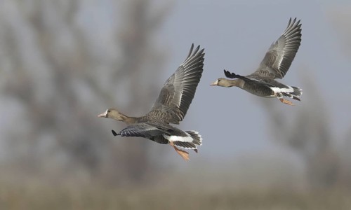 Greater White-fronted Goose (Anser albifrons) flying, California, USA