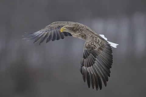 White-tailed Eagle (Haliaeetus albicilla) flying, Hokkaido, Japan