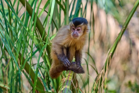 Monkey sitting relaxed on a palm branch in a green environment, capuchin monkey (Sapajus apella),