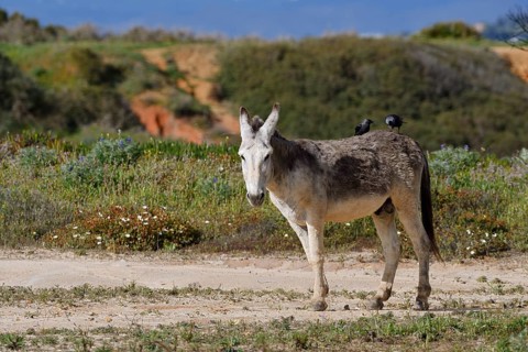 Domestic donkey (Equus asinus asinus) with jackdaws (Corvus monedula, Coloeus monedula) on its