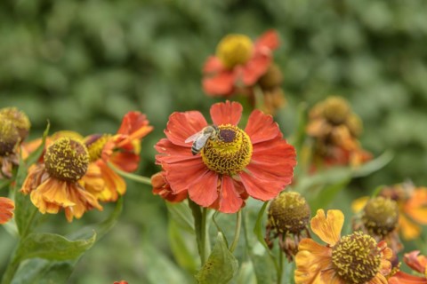 Sunflower (Helenium 'Baudirektor Linne'), Federal Garden Show Havelregion 2015, Rathenow,