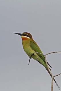 Olive Bee-eater (Merops superciliosus), Lake Baringo, Kenya