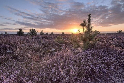 Heath landscape at sunrise, Emsland, Lower Saxony, Germany