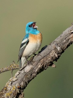 Lazuli Bunting (Passerina amoena) male singing, perched on a branch, British Columbia, Canada