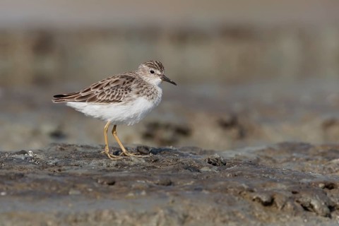 Long-toed Stint (Calidris subminuta), Thailand