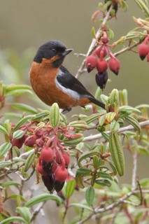Black-throated Flowerpiercer (Diglossa brunneiventris) perched on a branch in Bolivia, South